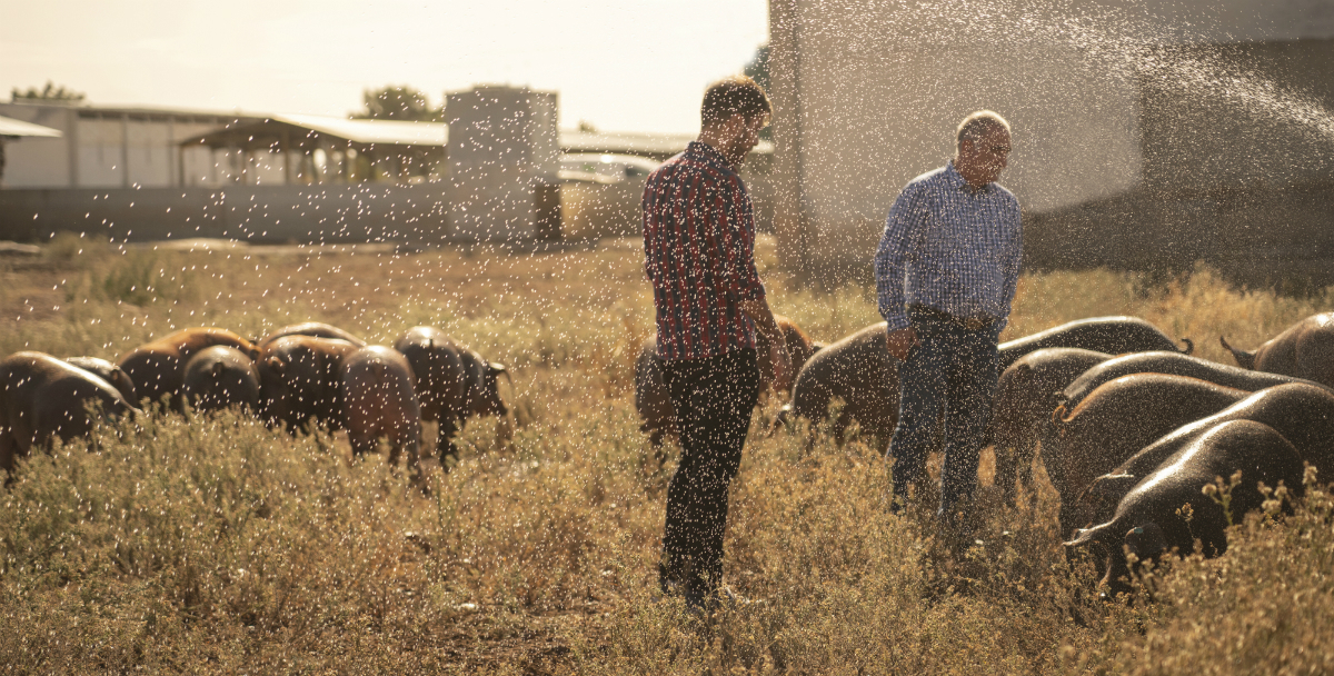 La Interprofesional del Ibérico califica de ‘Excelente’ el cumplimiento de las buenas prácticas de bienestar animal en Cefusa