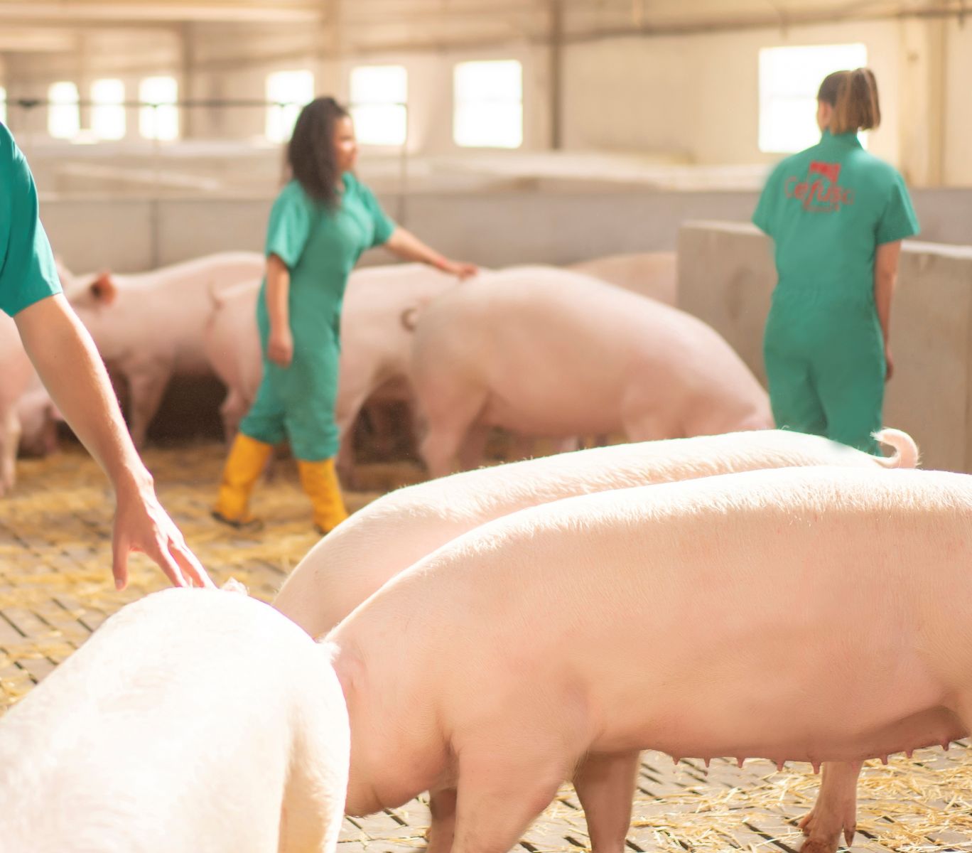 Cefusa, pionera en asegurar el bienestar animal gracias al desarrollo del proyecto ClearFarm